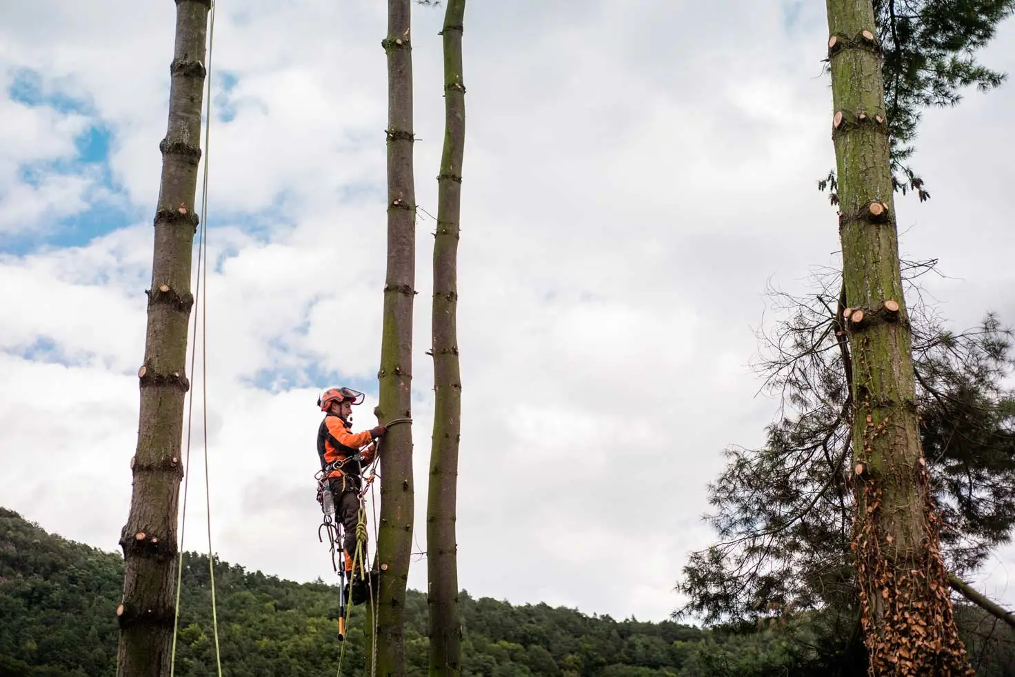 Tree Takedown Services